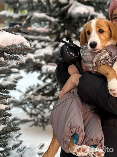 Одежда для собак