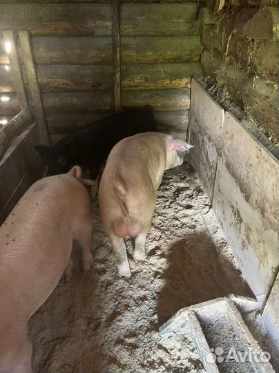 Хряк на племя