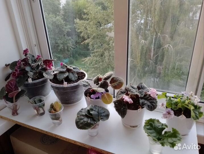 Фиалки цветущие в горшке