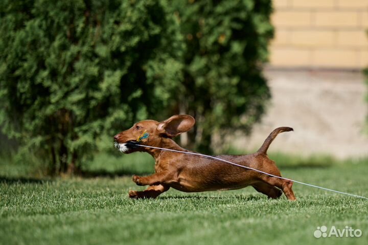 Карликовая такса