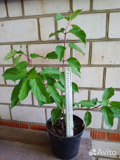 Гортензия метельчатая Фантом