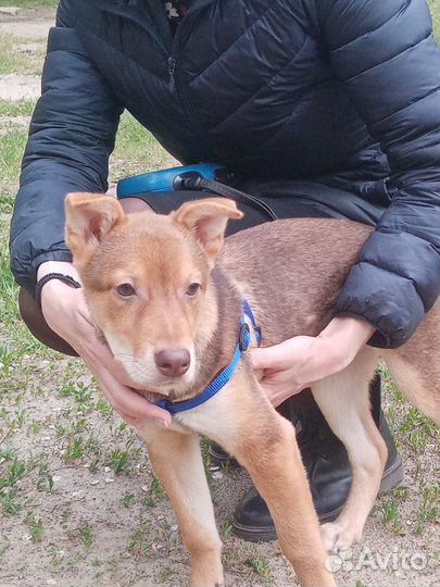 Пристраиваются щенки