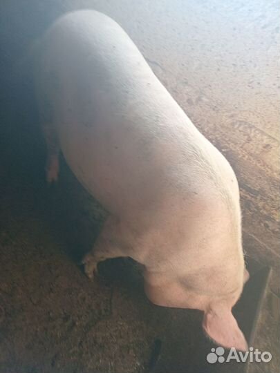 Продам покрытую свиноматку