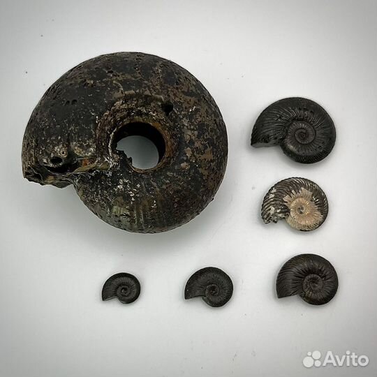 Набор Аммонитов окаменелость ископаемое