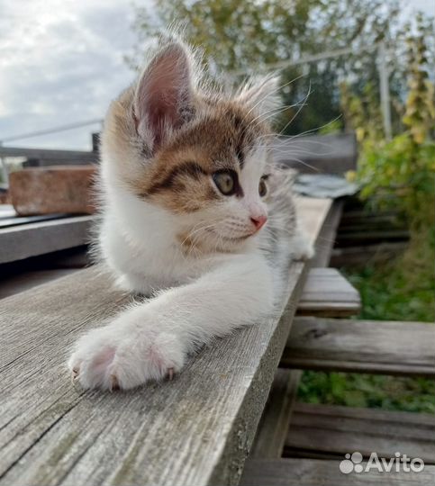 Изумительная котодевочка