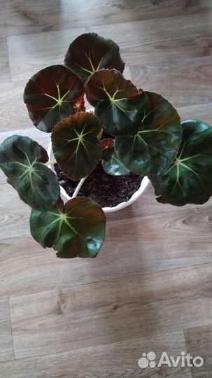 Бегония корневая