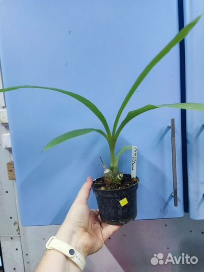 Орхидея. Каланте. Calanthe rubra