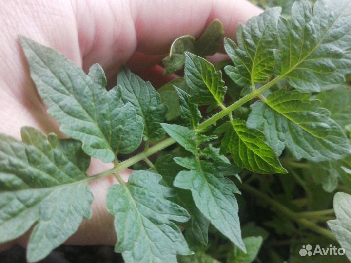 Рассада томатов, перцев, огурец, бакл-ны, петунии