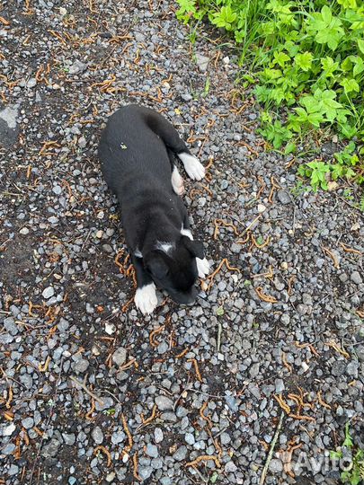 Щенок в добрые руки