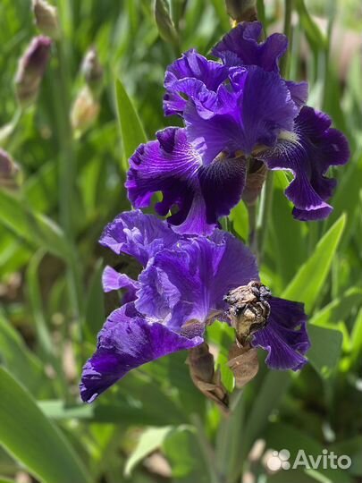 Ирисы. Ирисы бородатые