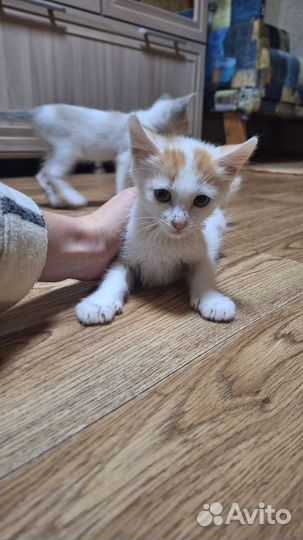 Котятки
