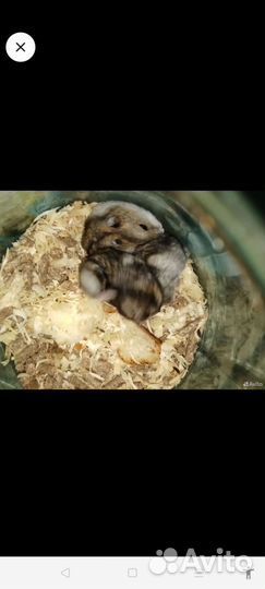 Джунгарский хомяк