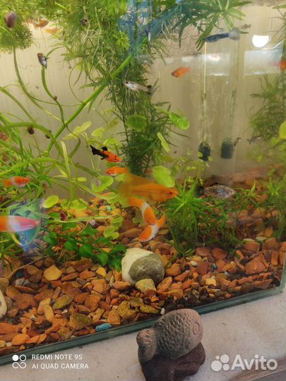 Аквариумные рыбки