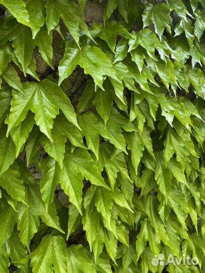 Виноград Вичи