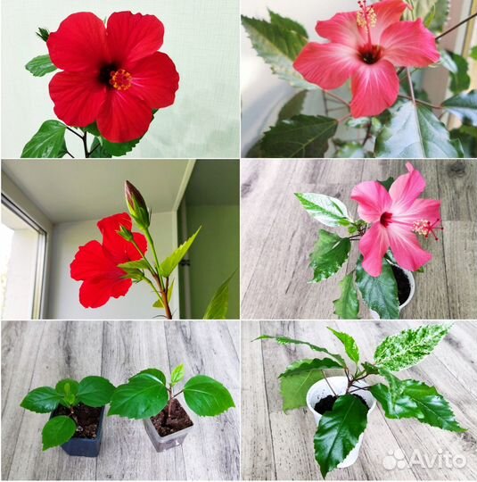 Гибискус красный и розовый. Абутилон