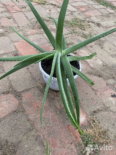 Алоэ лечебный