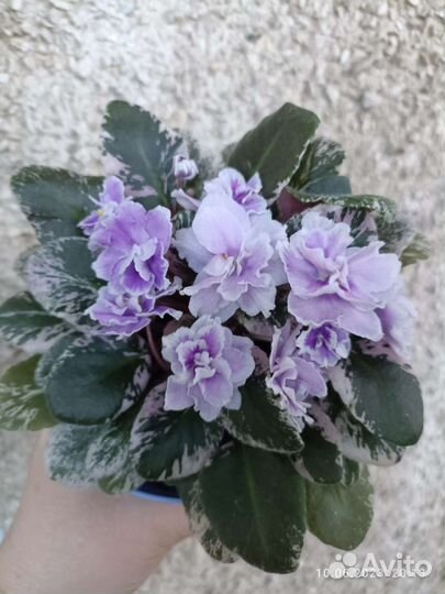 Фиалки взрослые