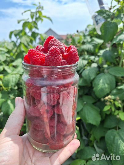 Ремонтантная малина