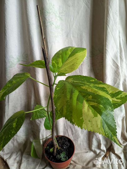 Акалифа Уилкса