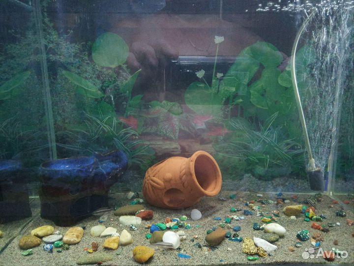 Пельмато хромис крибензис попугайчик)