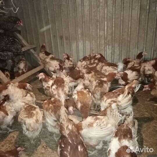 Куры несушки