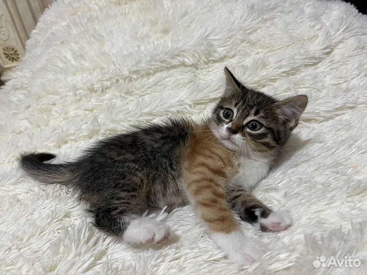 Кошка в добрые руки