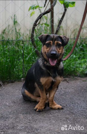 Коротколапая малышка ищет семью