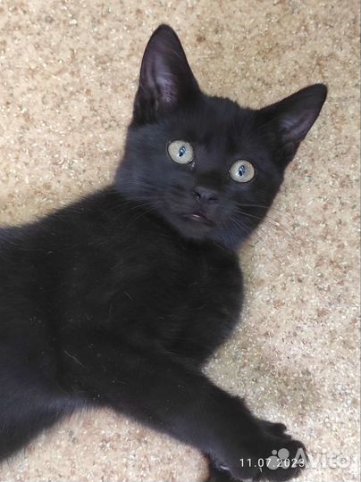 Котёнок в добрые руки бесплатно