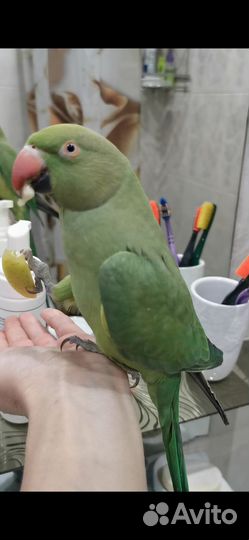 Ожереловый попугай самка