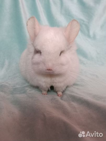 Шиншилла ангора