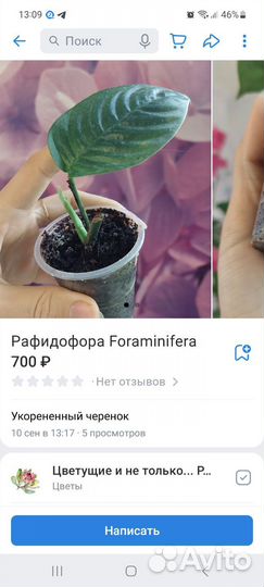 Монстеры и Рафидофоры. Октябрь