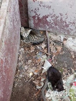 Котята в подвале
