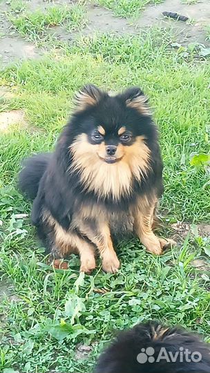 Щенки померанского шпица