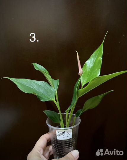 Антуриум Лили мини-сорт