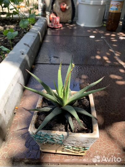 Комнатные растения цветы