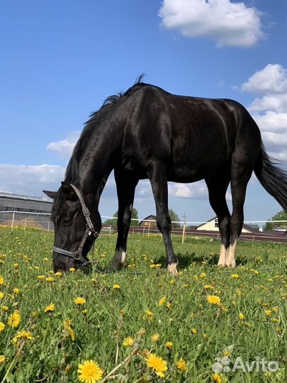 Конь под любителя