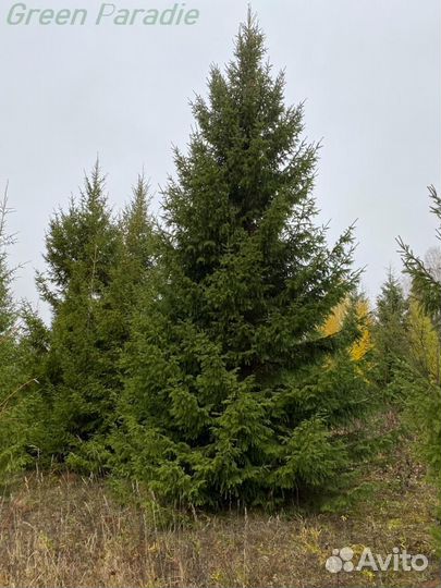 Ель обыкновенная