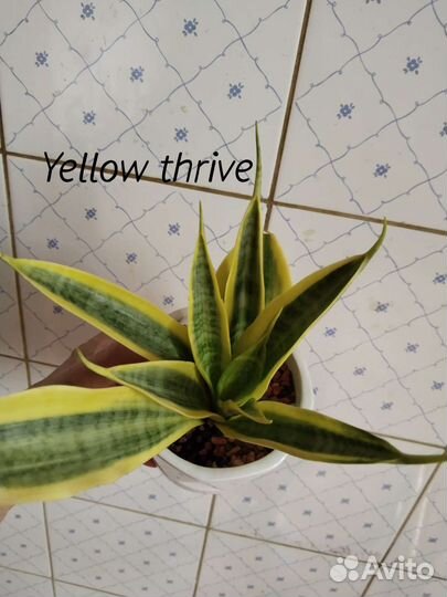 Сансевиерия сортовая,добавлены новые сансы