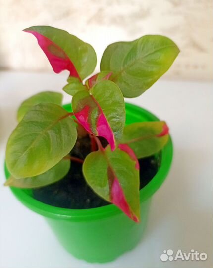 Альтернатера