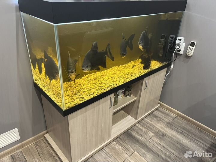 Аквариума 300 литров