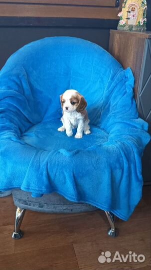 Кавалер кинг чарльз спаниель щенки с документами