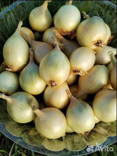 Лук