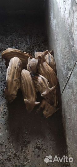 Поросята (дикий кабан)