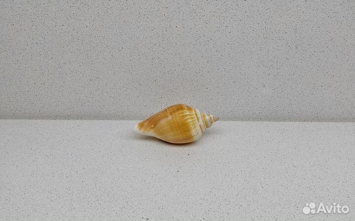 Собачий Стромбус 7,7 морская ракушка раковина
