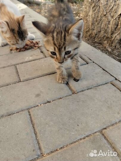 Кошка в дар бесплатно