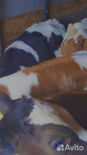 Бычки и телята