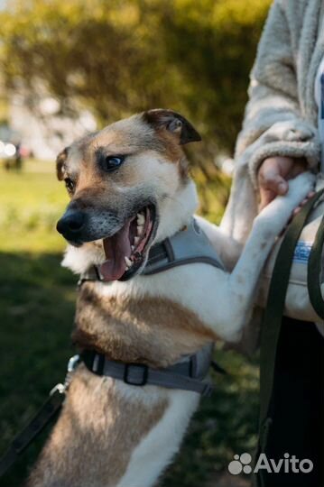 Медвежонок Барни в добрые руки
