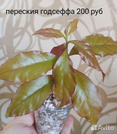 Переския, крестовник, спатифиллум