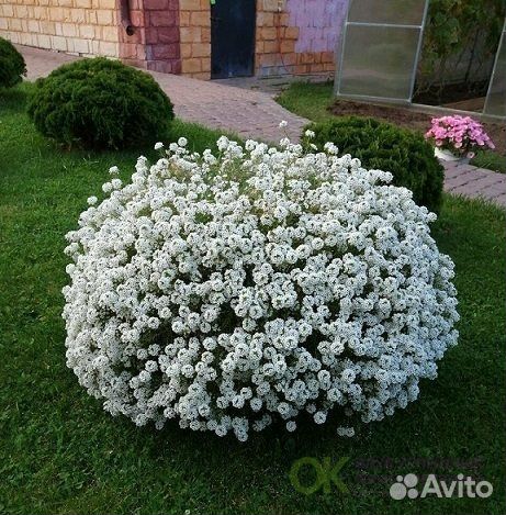 Алиссум Сноу принцесс