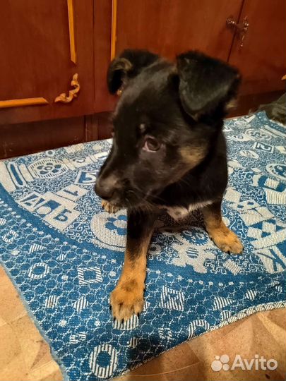 Отдам щенков в добрые руки бесплатно